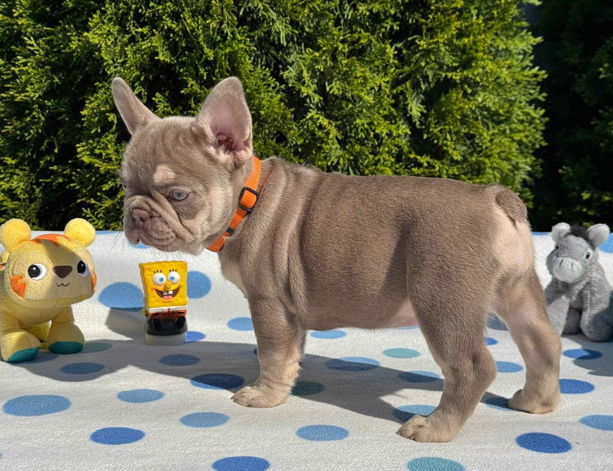French Bulldog Puppy