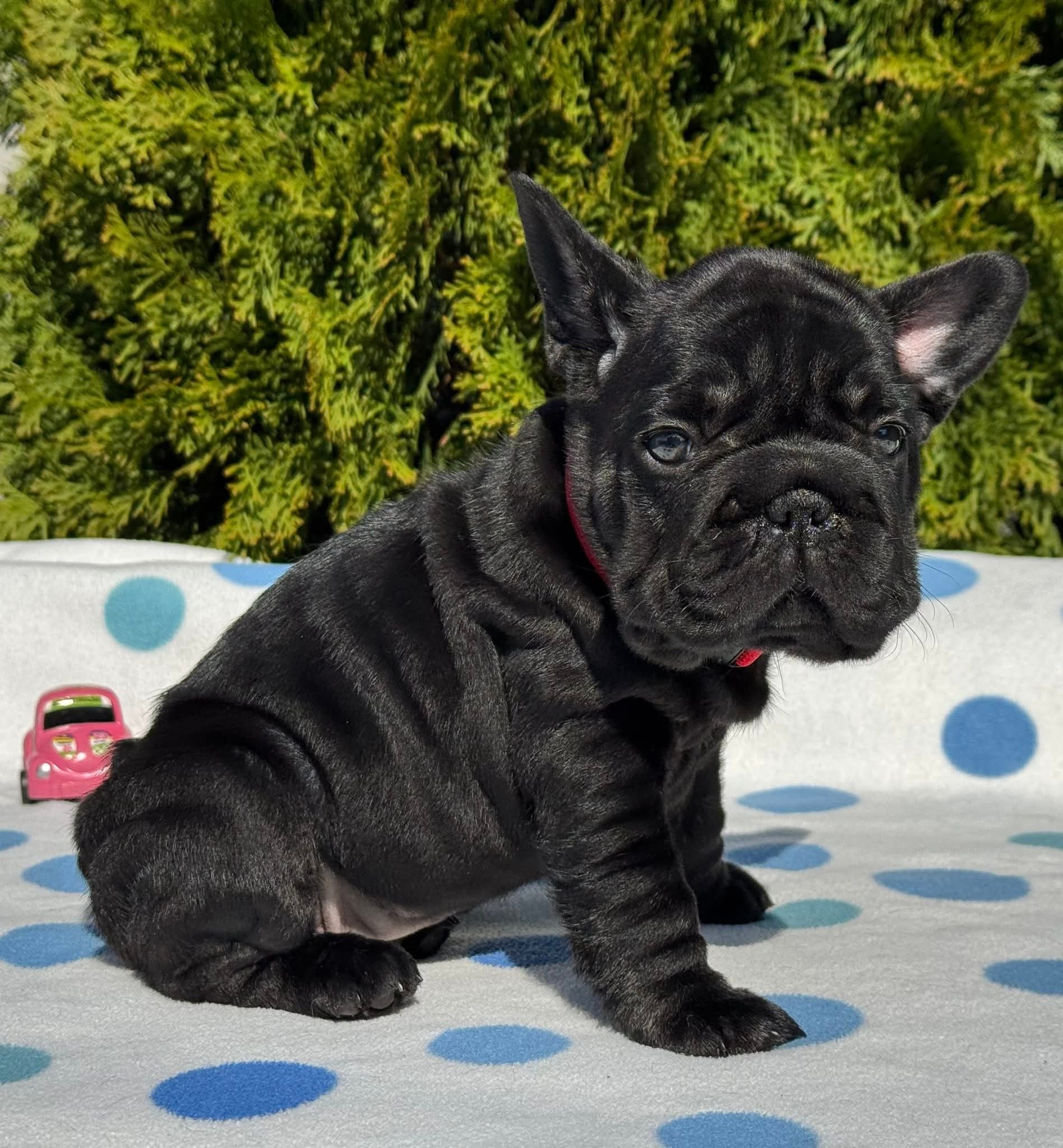 French Bulldog Puppy