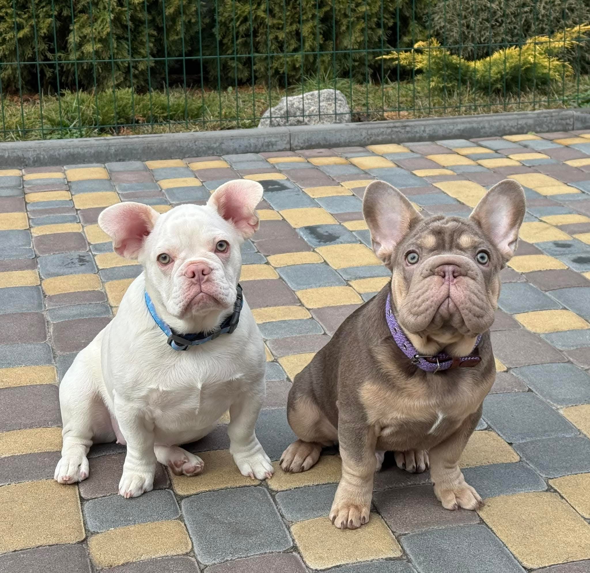 Our Breeding Dogs
