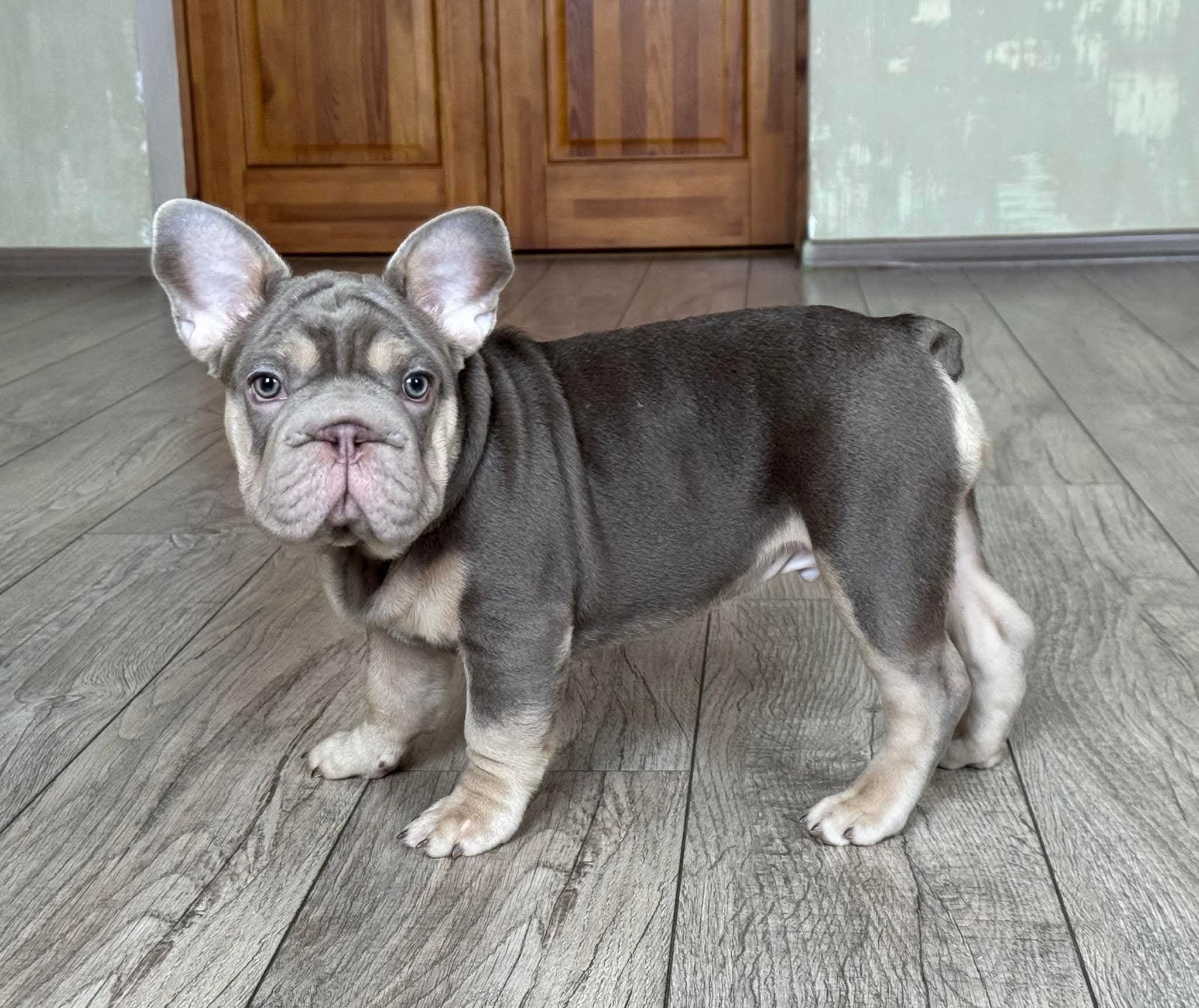 French Bulldog Puppy