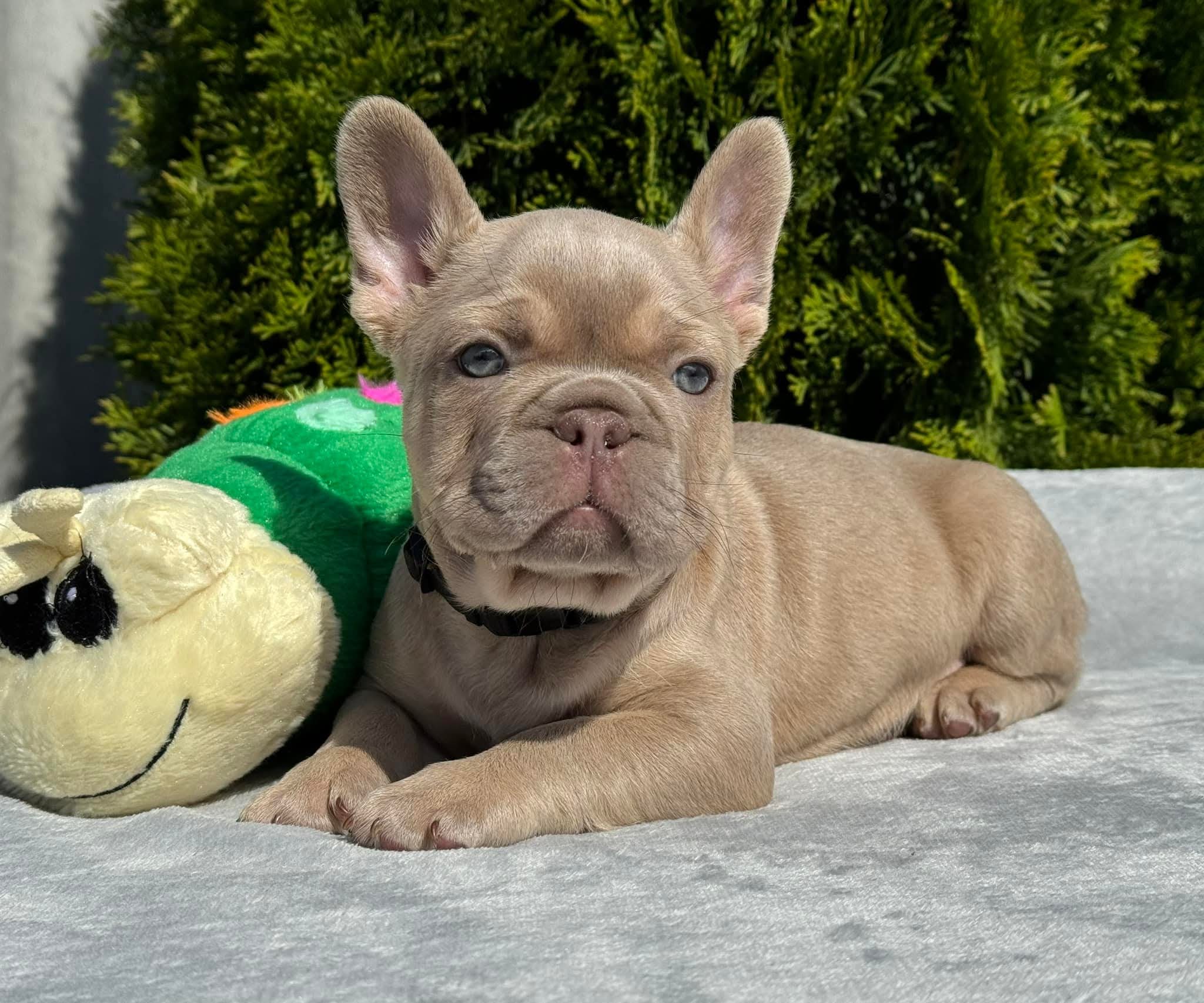 French Bulldog Puppy