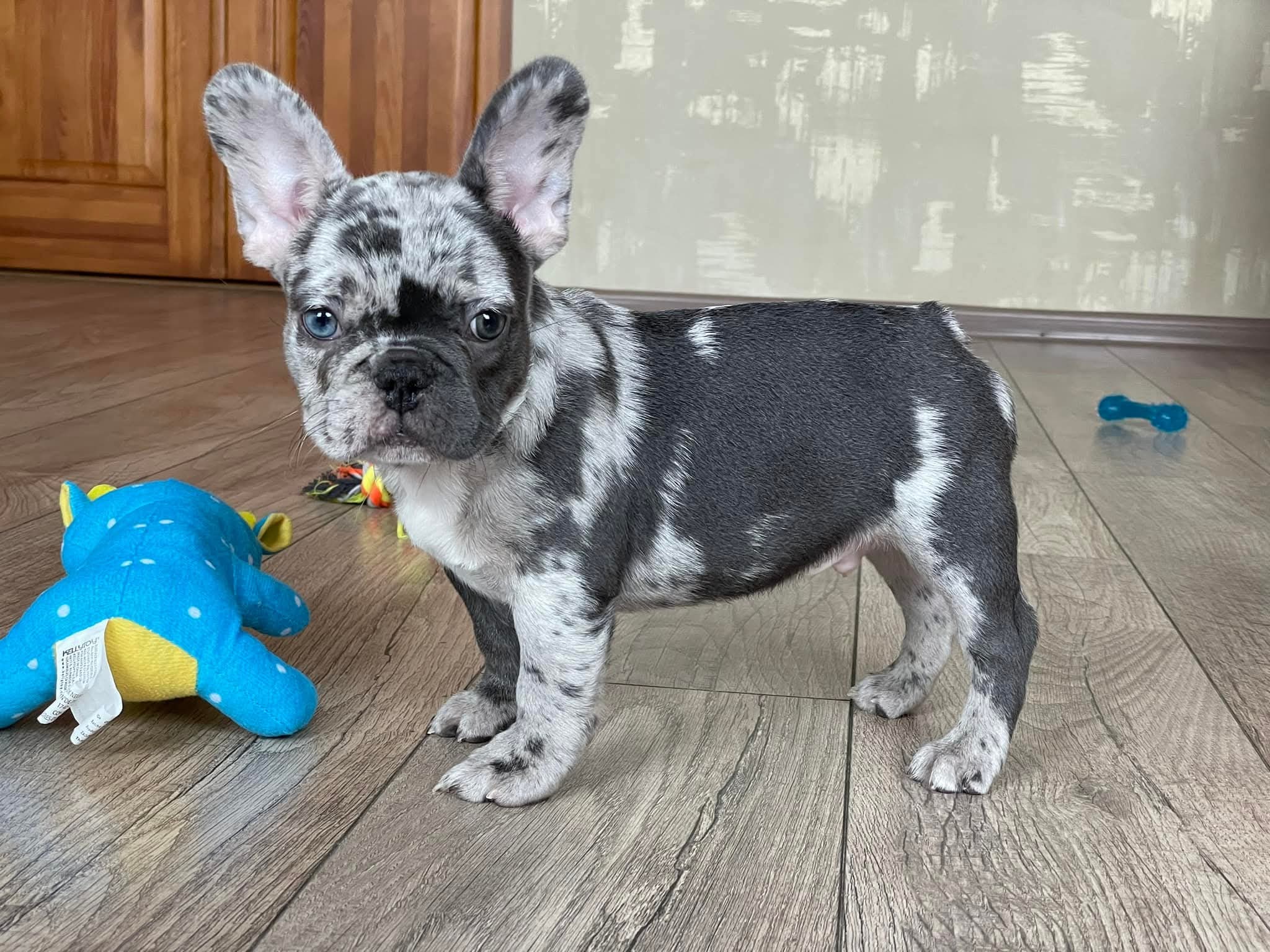 French Bulldog Puppy