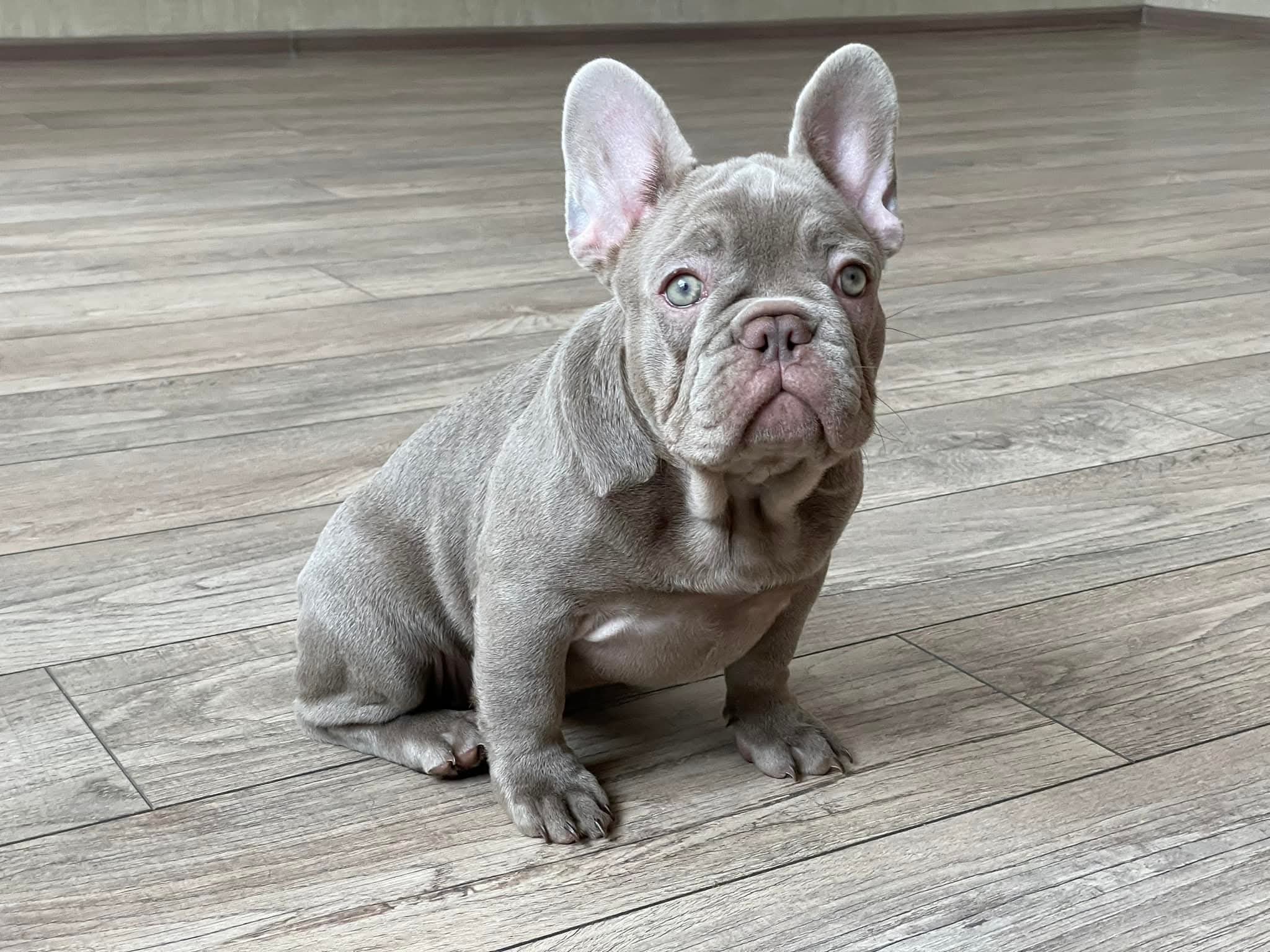 French Bulldog Puppy
