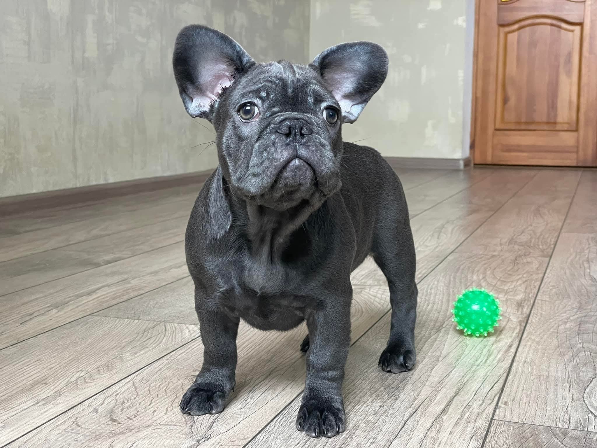 French Bulldog Puppy