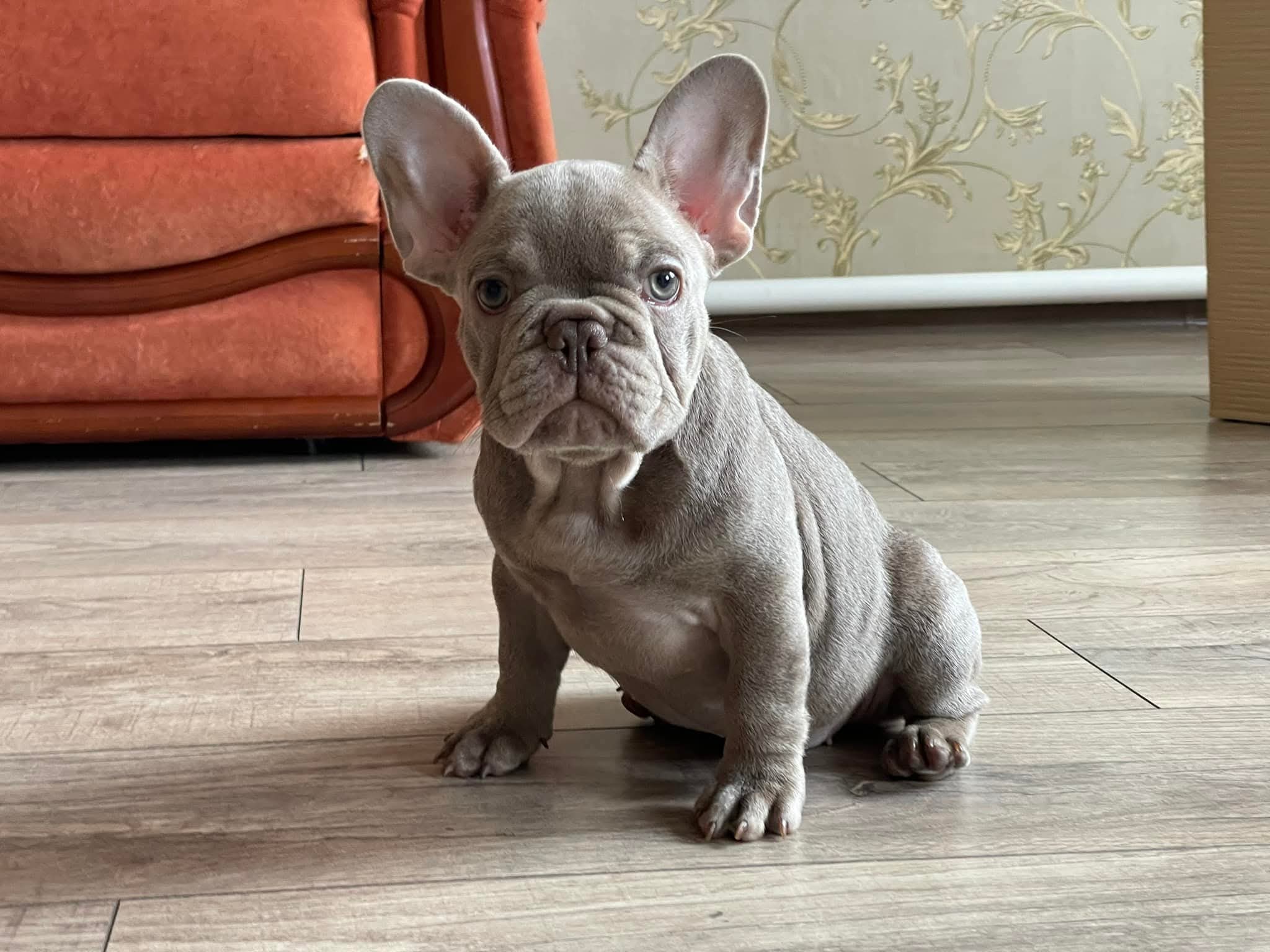 French Bulldog Puppy