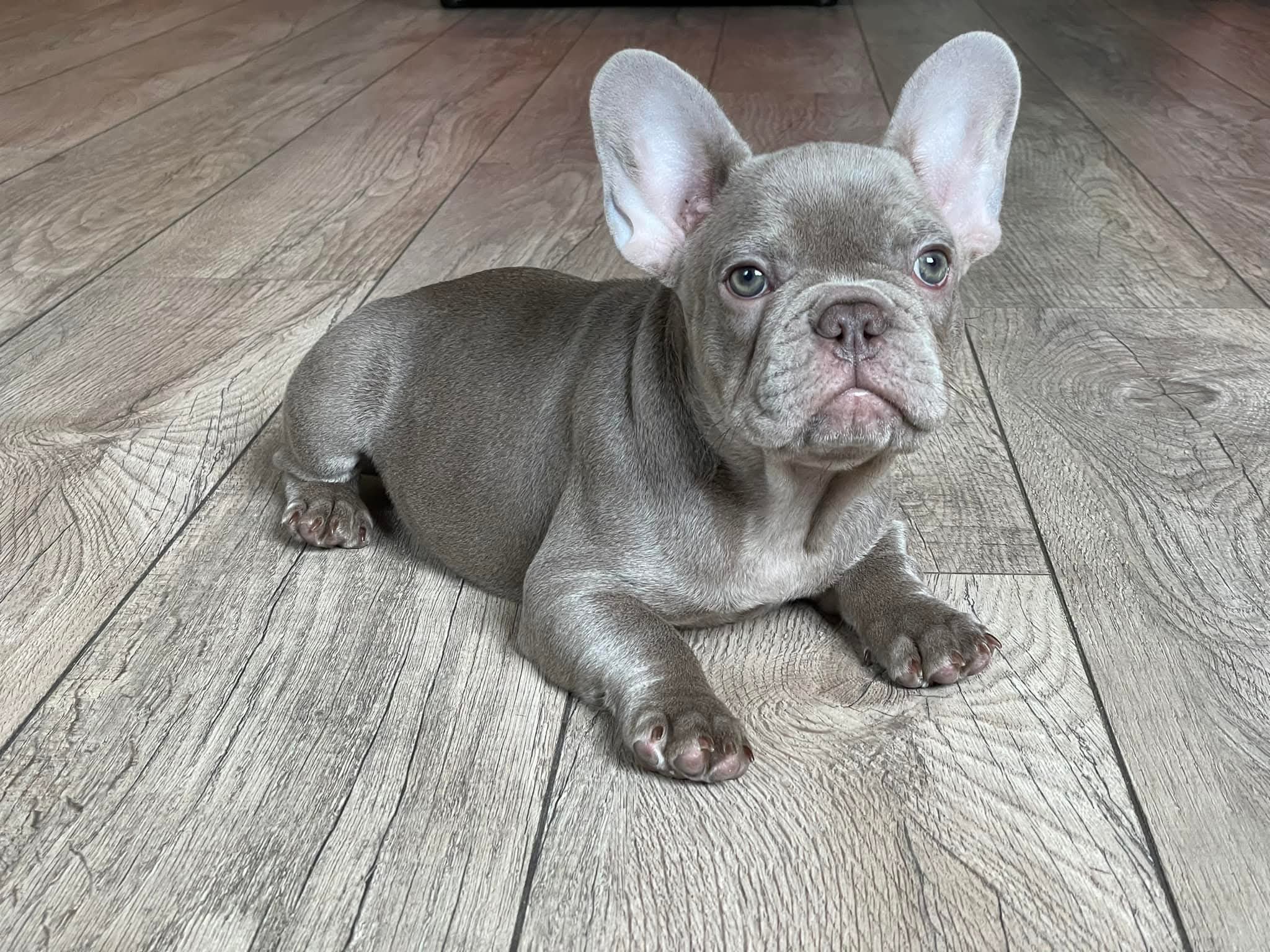 French Bulldog Puppy