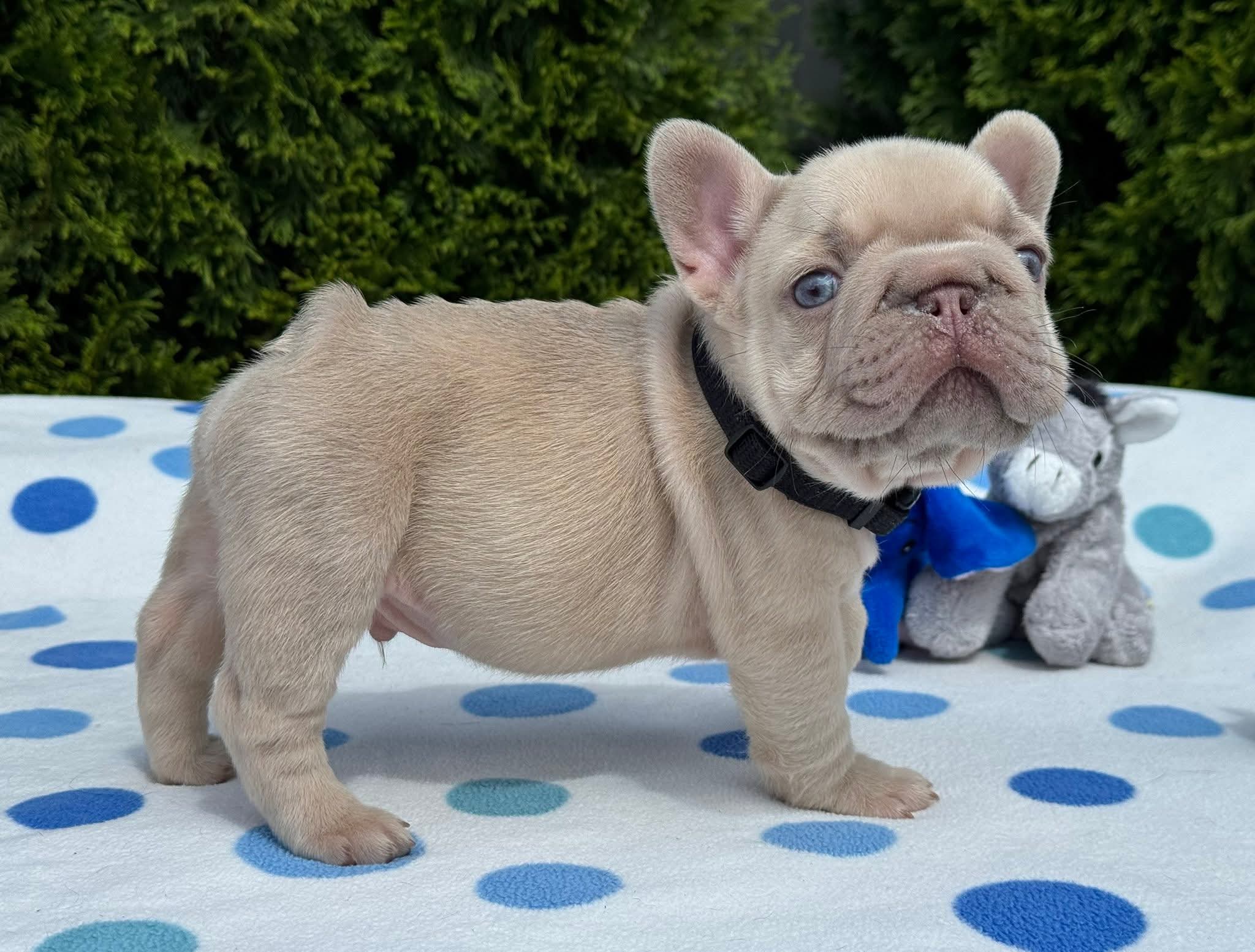 French Bulldog Puppy